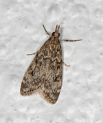 Ground-moss Grey (Eudonia truncicolella)