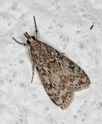 Barkmosemott (Eudonia truncicolella)