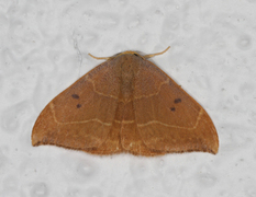 Oak Hook-tip (Watsonalla binaria)