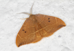 Oak Hook-tip (Watsonalla binaria)