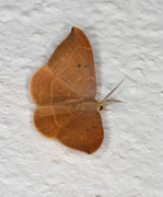 Oak Hook-tip (Watsonalla binaria)