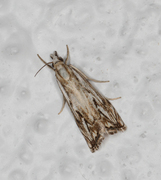 Chequered Grass-veneer (Catoptria falsella)