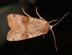 Dotted Clay (Xestia baja)
