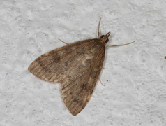 Dusky Pearl (Udea prunalis)
