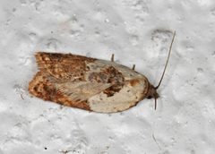 Marmorflatvikler (Acleris variegana)