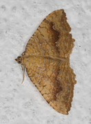 Yellow Shell (Camptogramma bilineata)