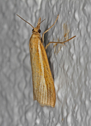 Common Grass-veneer (Agriphila tristella)