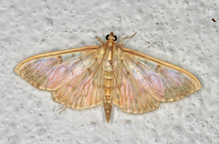Mother of Pearl (Patania ruralis)