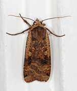Large Yellow Underwing (Noctua pronuba)