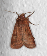 Small Square-spot (Diarsia rubi)