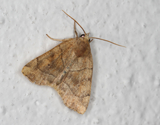 The Dun-bar (Cosmia trapezina)
