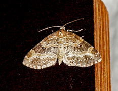 Small Seraphim (Pterapherapteryx sexalata)