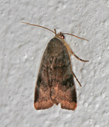 Lesser Broad-bordered Yellow (Noctua janthe)