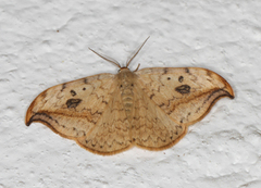 Pebble Hook-tip (Drepana falcataria)