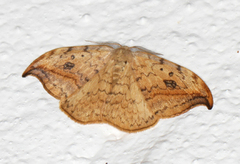 Pebble Hook-tip (Drepana falcataria)