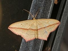 Blood-vein (Timandra comae)