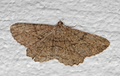 Willow Beauty (Peribatodes rhomboidaria)