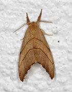 Scalloped Hook-tip (Falcaria lacertinaria)