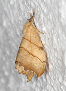 Scalloped Hook-tip (Falcaria lacertinaria)