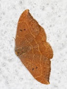 Oak Hook-tip (Watsonalla binaria)