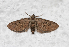 Augustdvergmåler (Eupithecia pusillata)