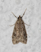 Ground-moss Grey (Eudonia truncicolella)
