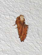 Coxcomb Prominent (Ptilodon capucina)