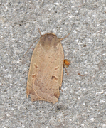 Lesser Yellow Underwing (Noctua comes)