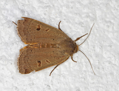 Lesser Yellow Underwing (Noctua comes)