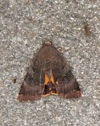 Lesser Broad-bordered Yellow (Noctua janthe)