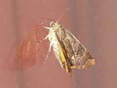 Lesser Broad-bordered Yellow (Noctua janthe)