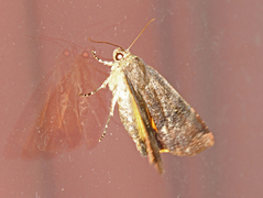 Fiolett båndfly (Noctua janthe)