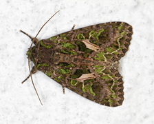 Orache Moth (Trachea atriplicis)