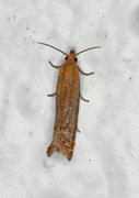 Red Piercer (Lathronympha strigana)