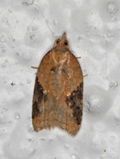 Buskflatvikler (Acleris laterana)