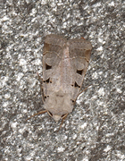 Autumnal Rustic (Eugnorisma glareosa)