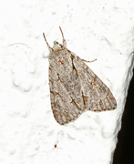 Psikveldfly (Acronicta psi)