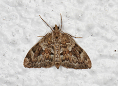 Spruce Carpet (Thera variata)