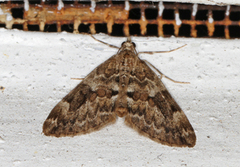 Spruce Carpet (Thera variata)
