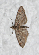 Double-striped Pug (Gymnoscelis rufifasciata)