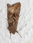 Silver Y (Autographa gamma)