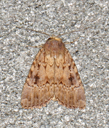 Rødt pyramidefly (Amphipyra pyramidea)