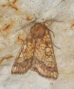 Frosted Orange (Gortyna flavago)