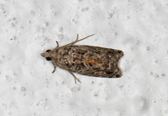 Epinotia cinereana/nisella