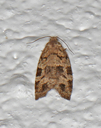 Bartrevikler (Dichelia histrionana)