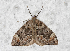 Dark Marbled Carpet (Dysstroma citrata)