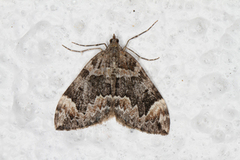 Dark Marbled Carpet (Dysstroma citrata)