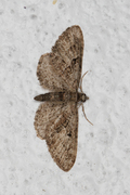 Augustdvergmåler (Eupithecia pusillata)