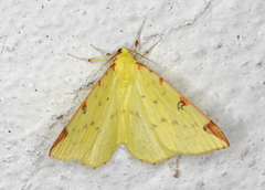 Sitronmåler (Opisthograptis luteolata)