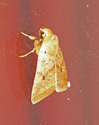 Yellow-line Quaker (Agrochola macilenta)